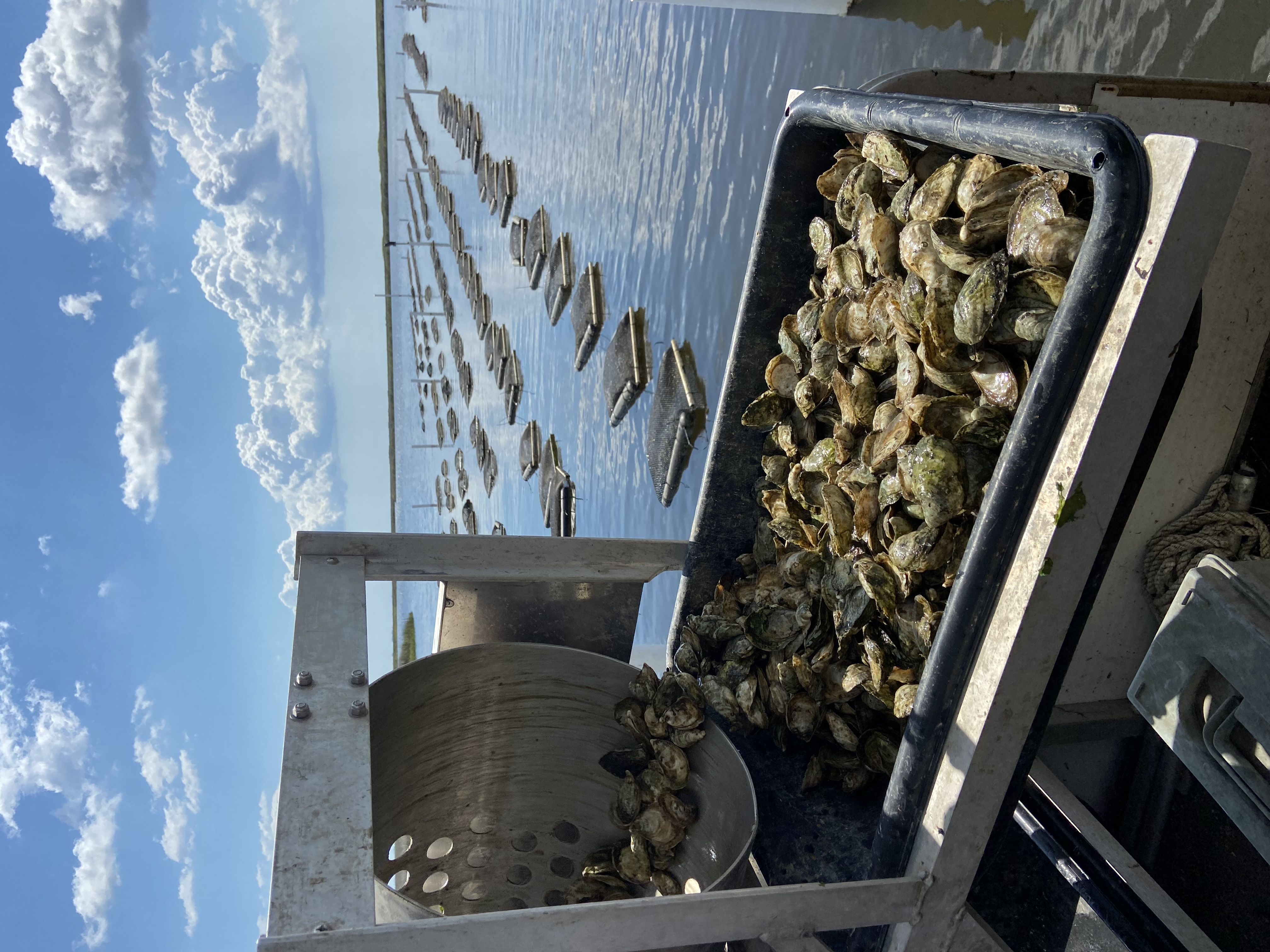 Oyster sorting equipment at the farm