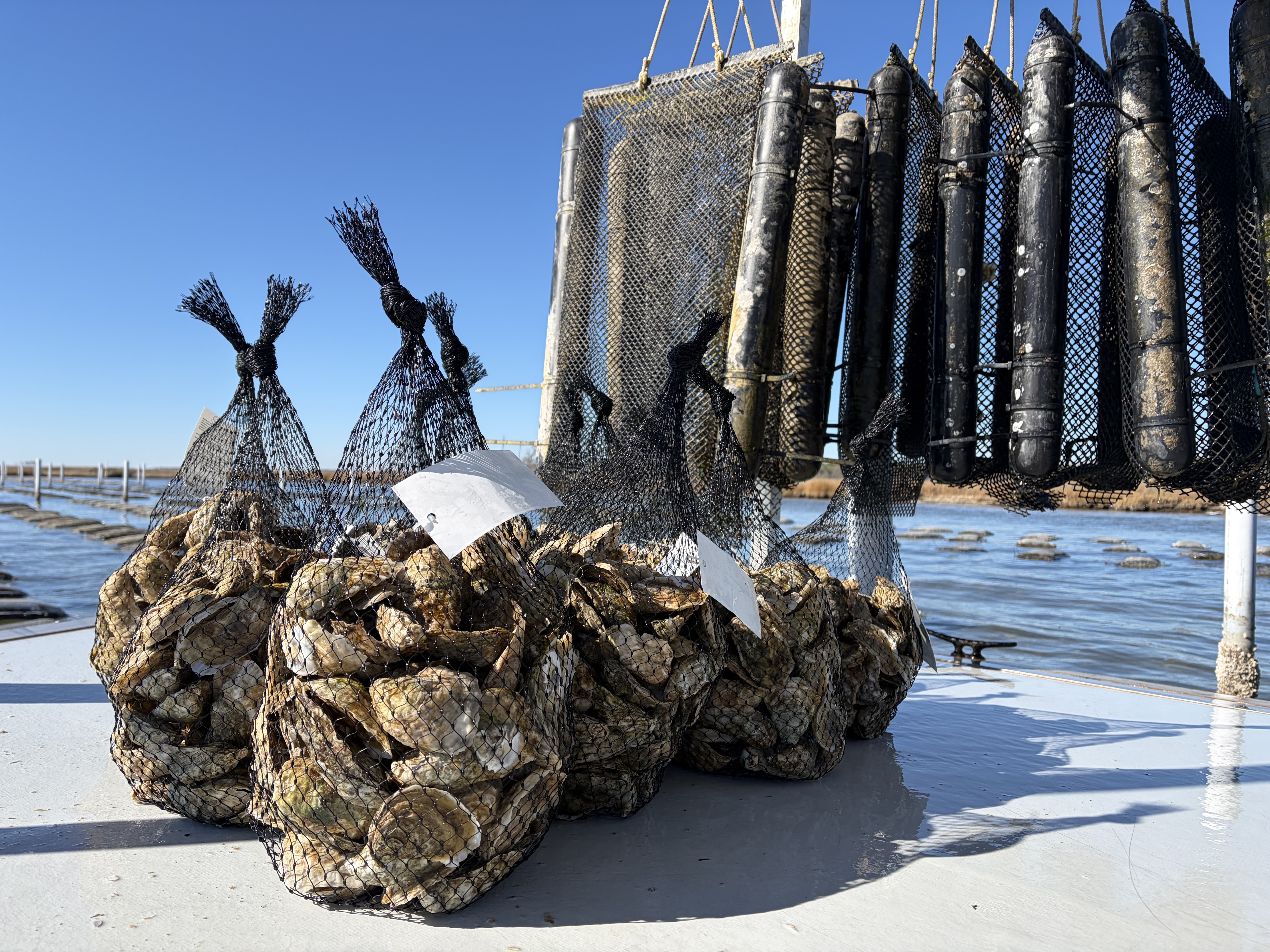 Fresh oysters on deck