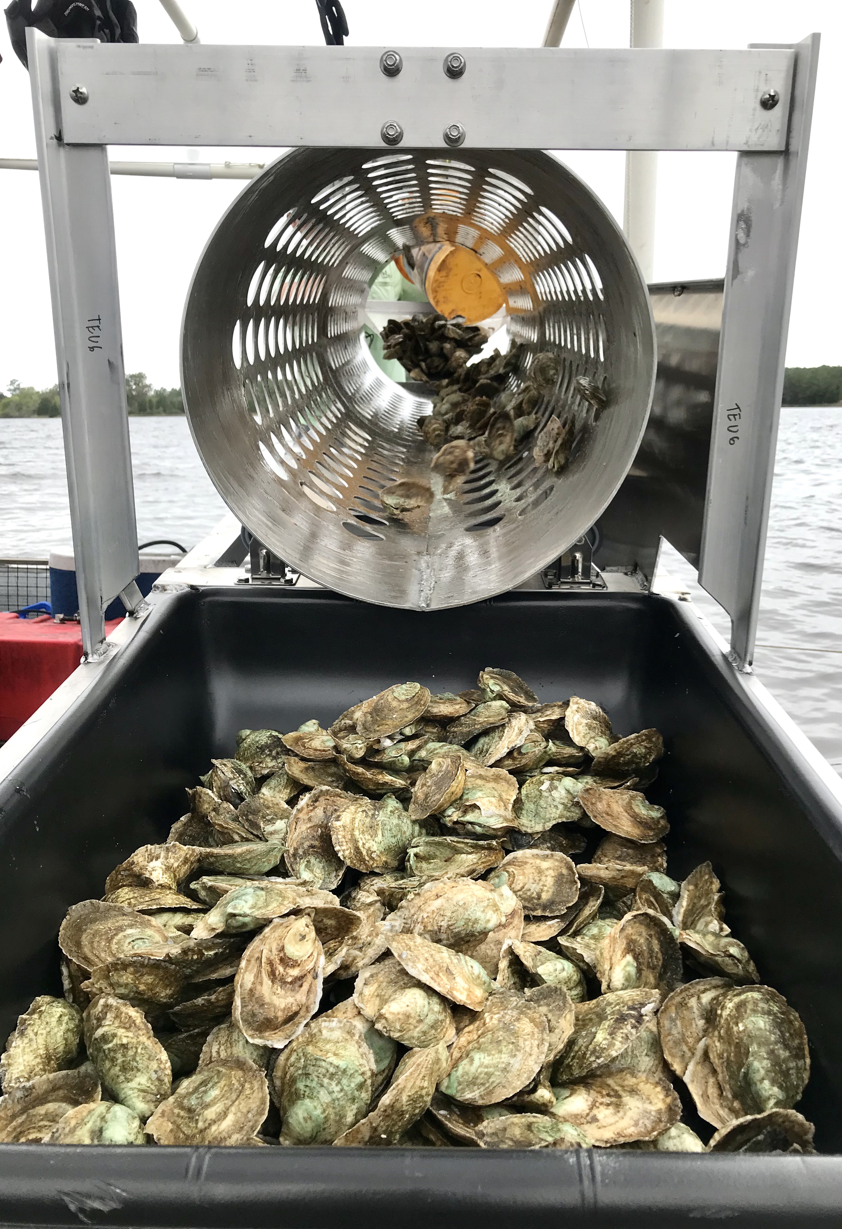 Fresh oysters on deck